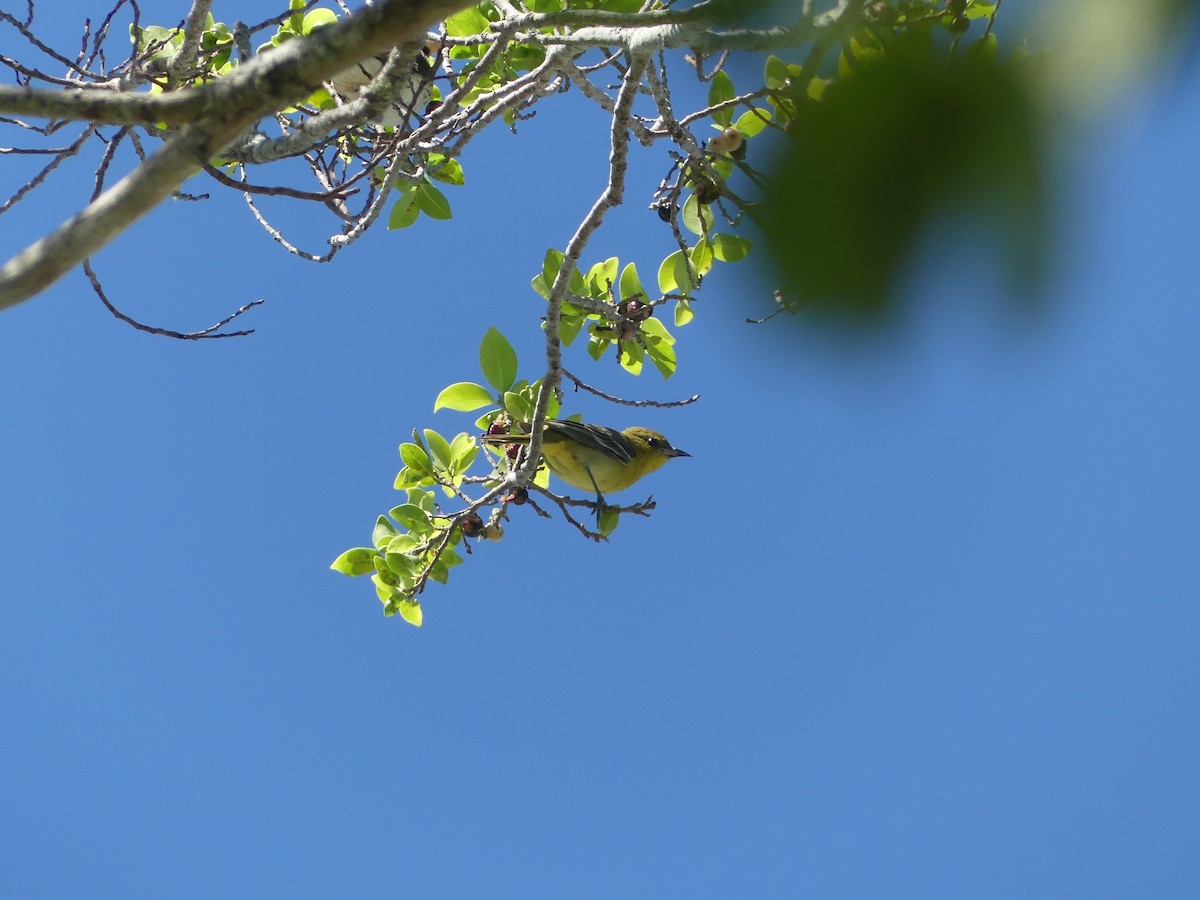 Orchard Oriole - ML229328141