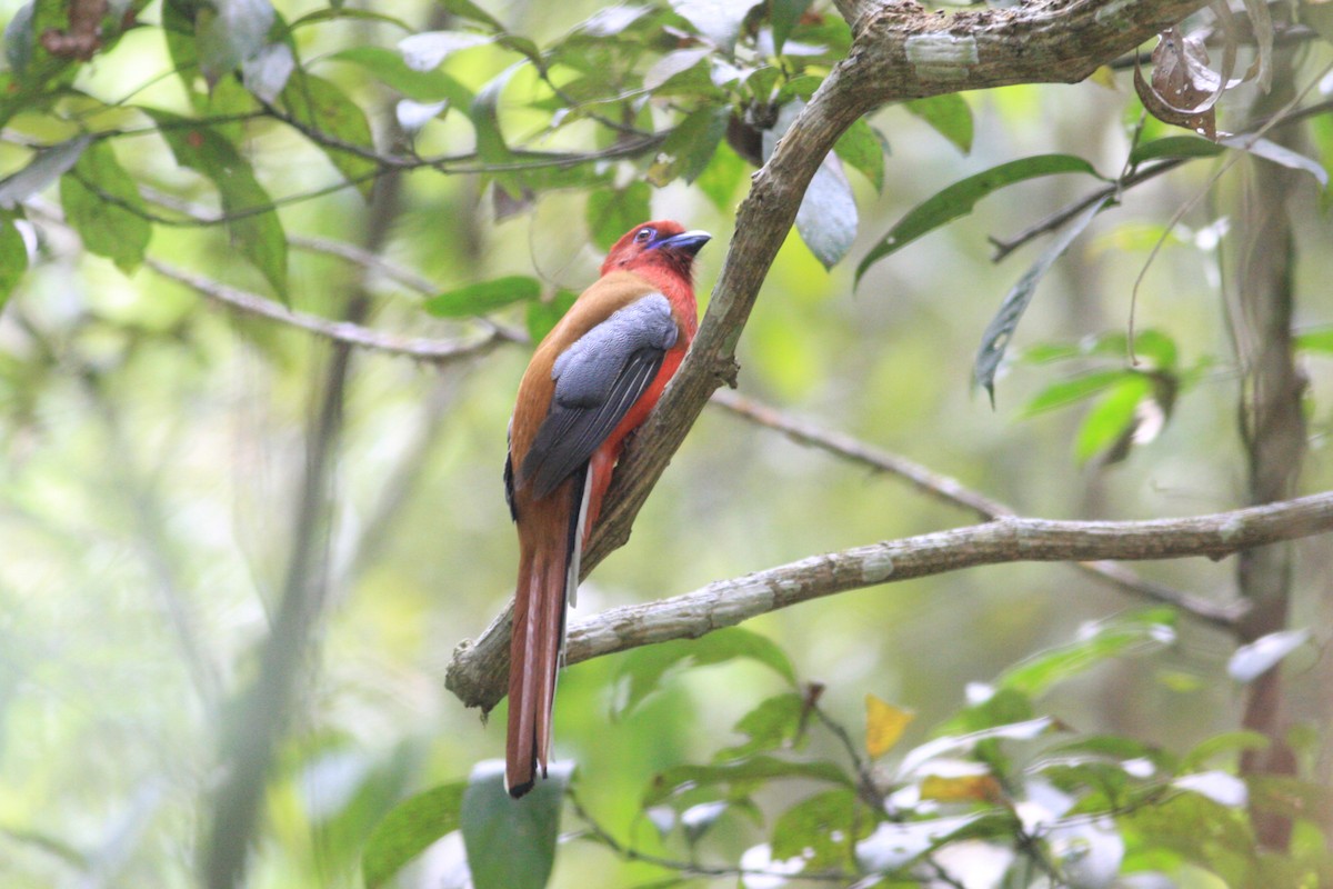 Kırmızı Başlı Trogon - ML229328151