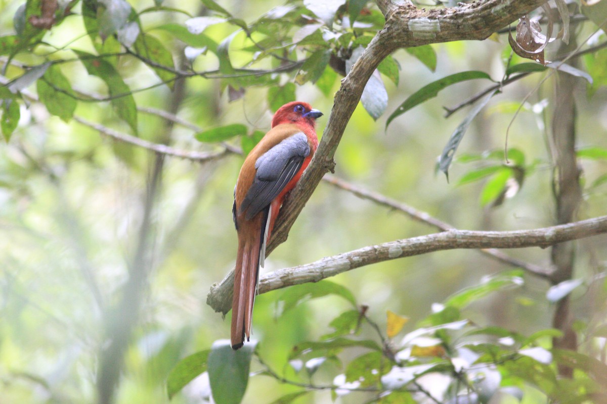 Kırmızı Başlı Trogon - ML229328181