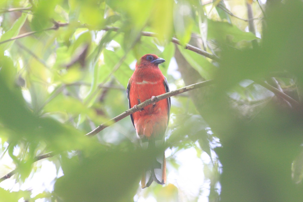 Trogon à tête rouge - ML229328241