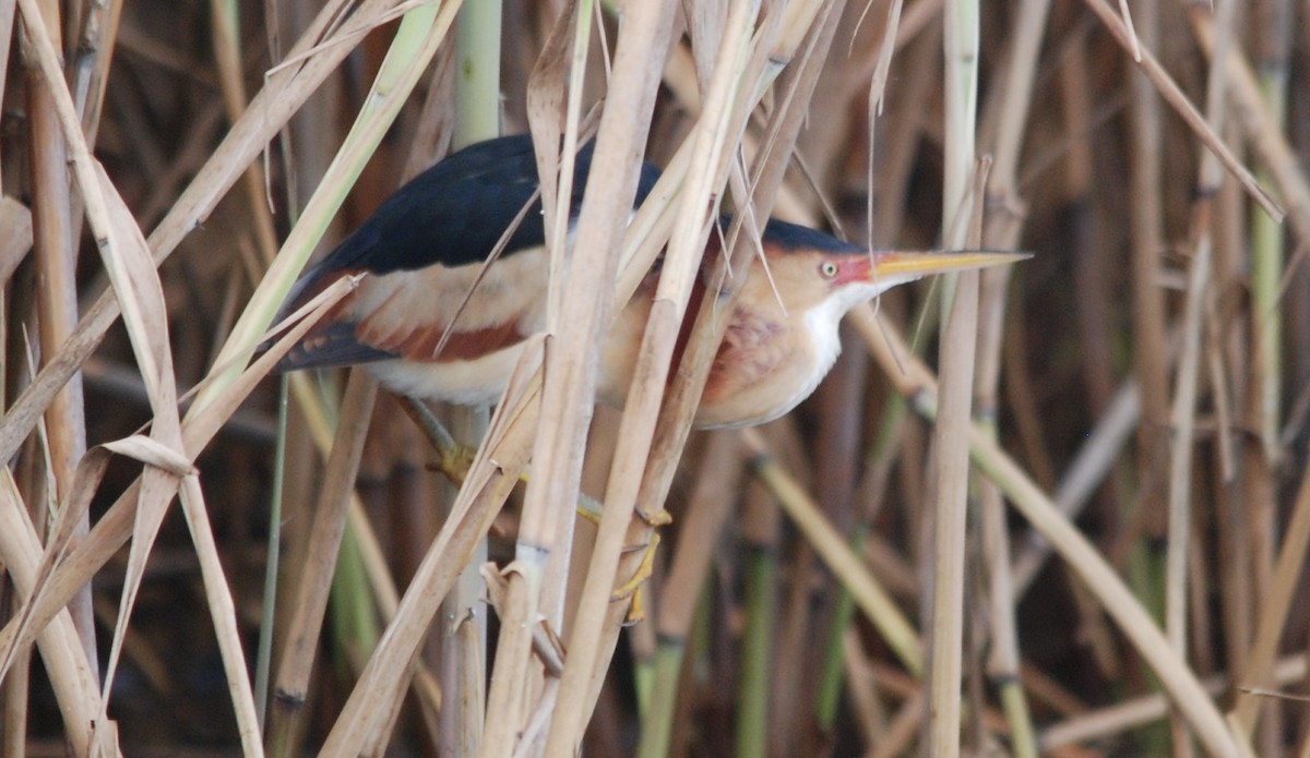 Least Bittern - ML229328401