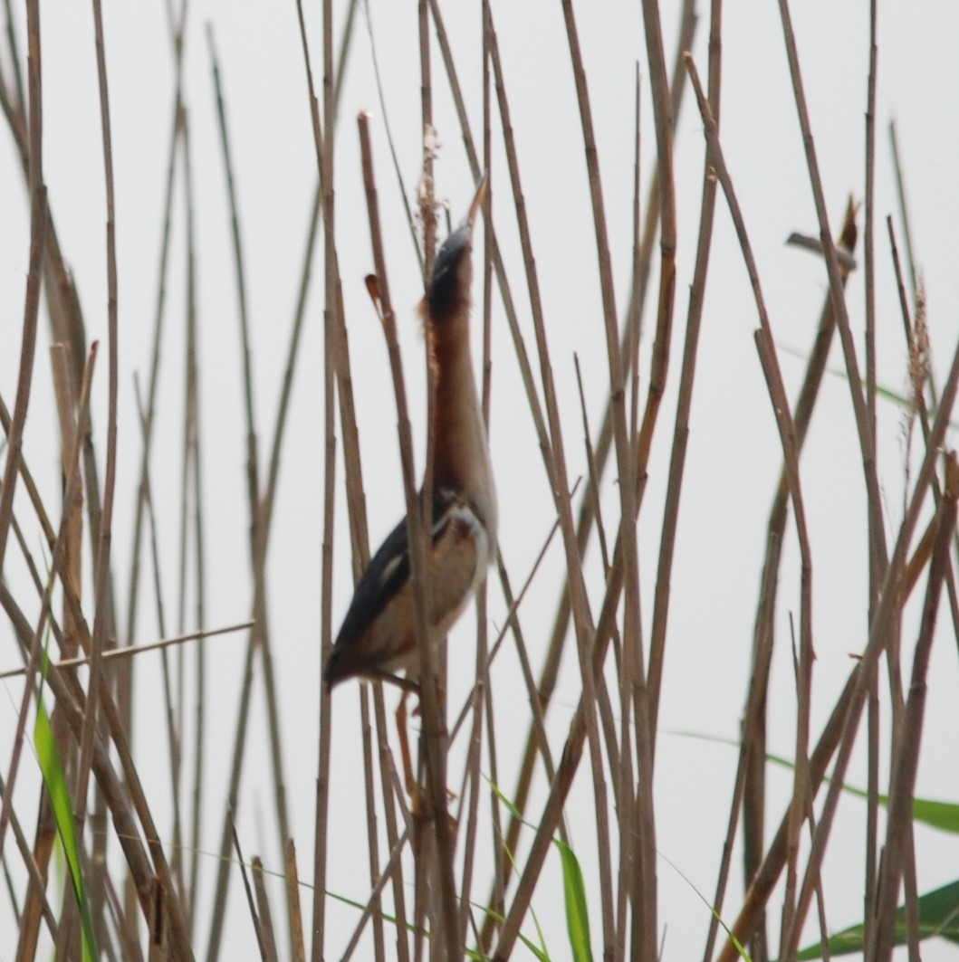 Least Bittern - ML229328411