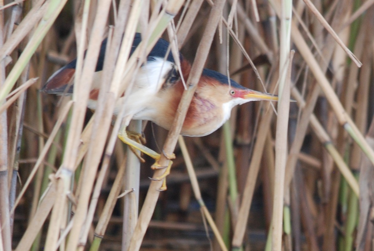 Least Bittern - ML229328431