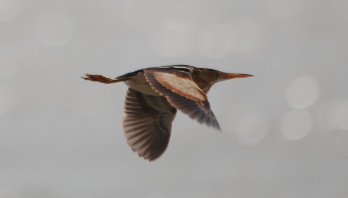 Least Bittern - ML229328551