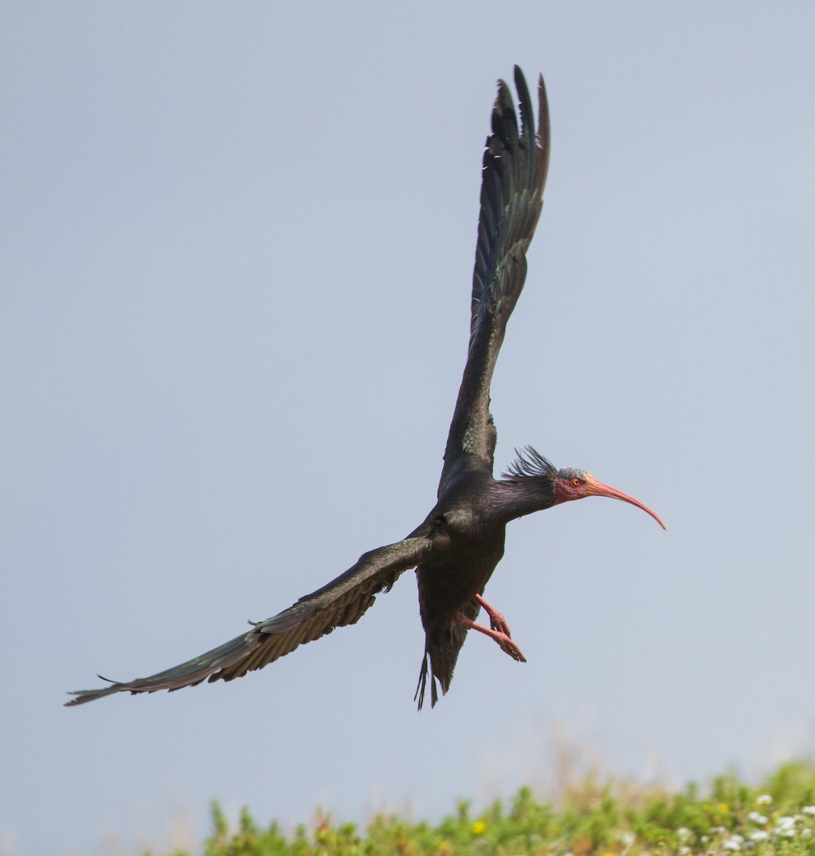 Northern Bald Ibis - ML229329471