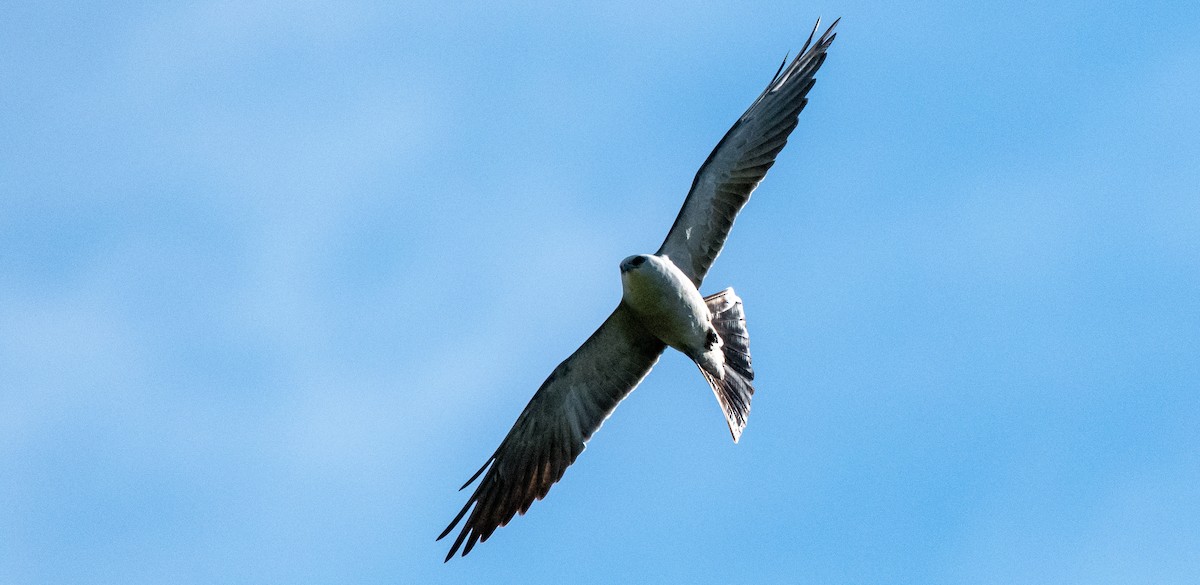 Mississippi Kite - Scott Snyder
