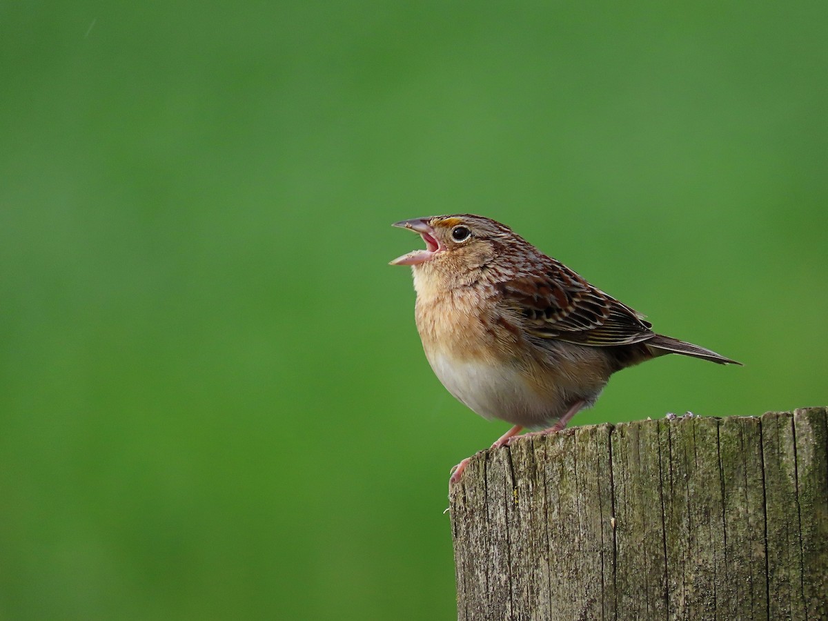 Grasshopper Sparrow - Phil Lehman