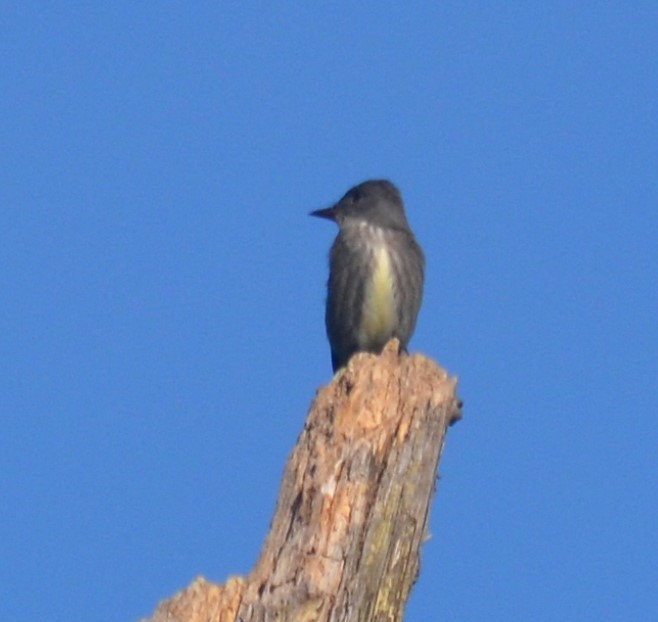 Olive-sided Flycatcher - Sami LaRocca