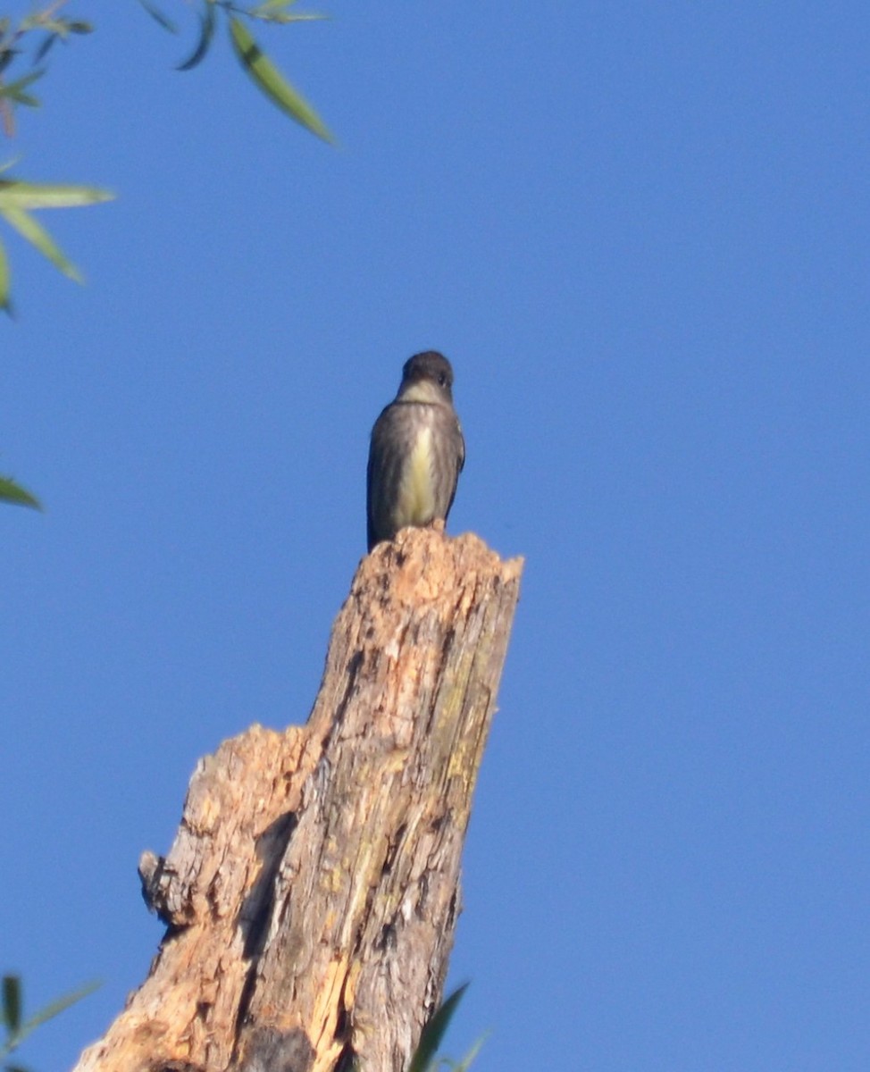 Olive-sided Flycatcher - Sami LaRocca