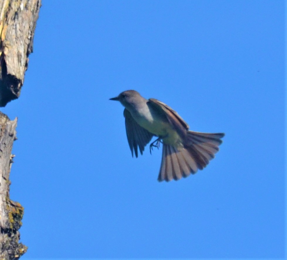 Ash-throated Flycatcher - ML229333351