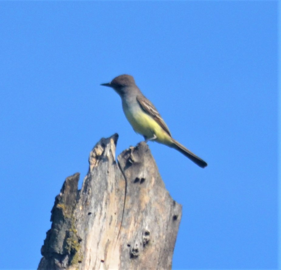 Ash-throated Flycatcher - ML229333361