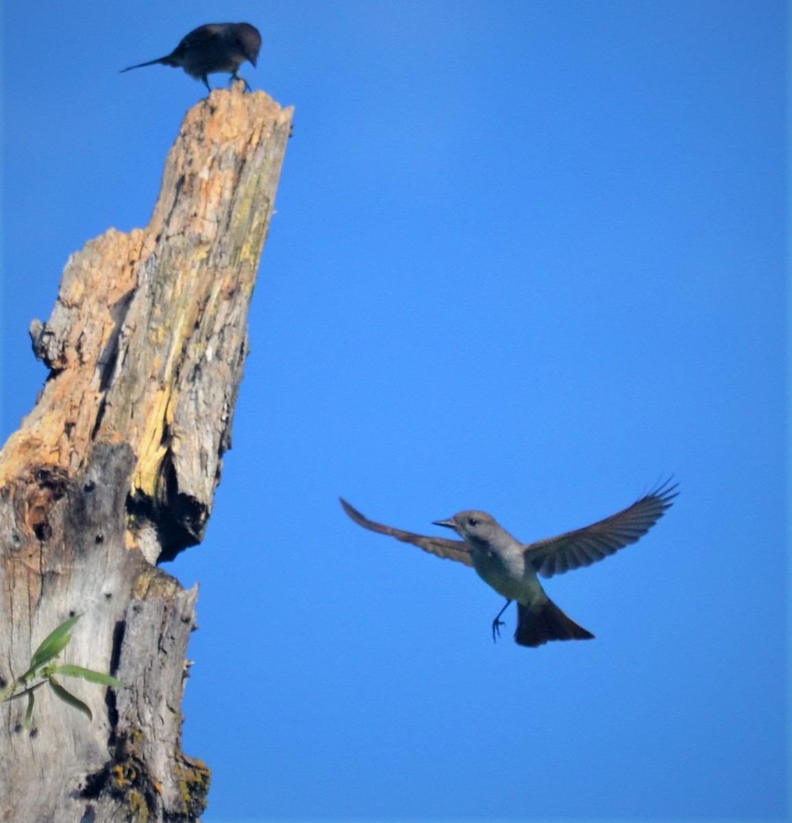 Ash-throated Flycatcher - ML229333371