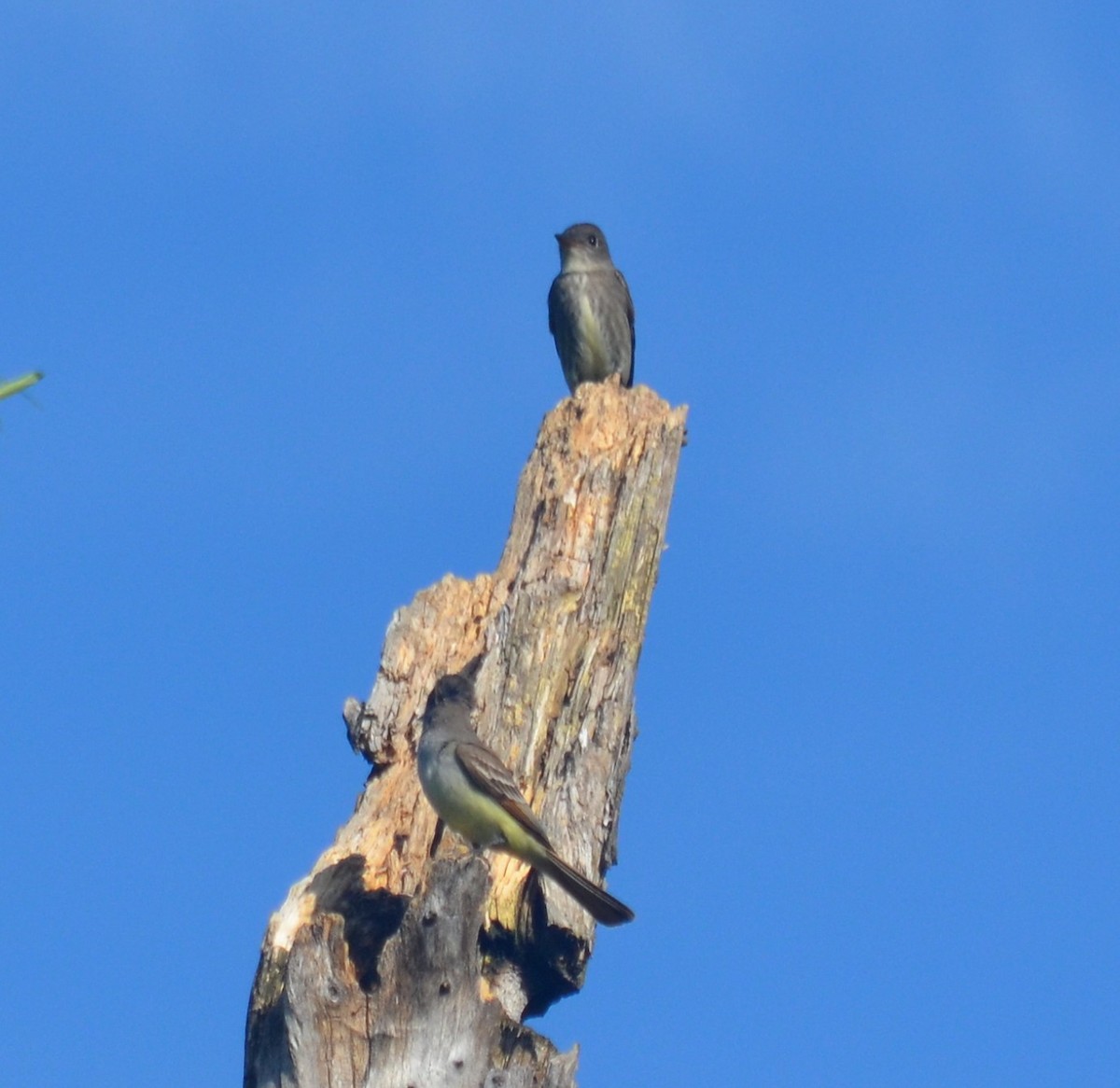 Ash-throated Flycatcher - ML229333381