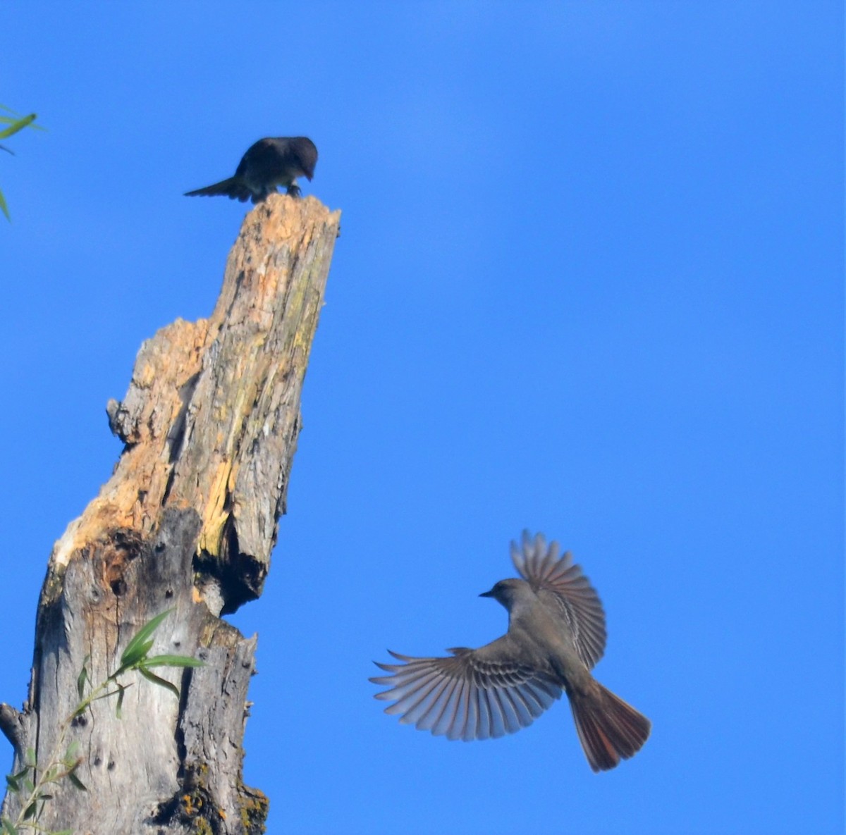 Ash-throated Flycatcher - ML229333401