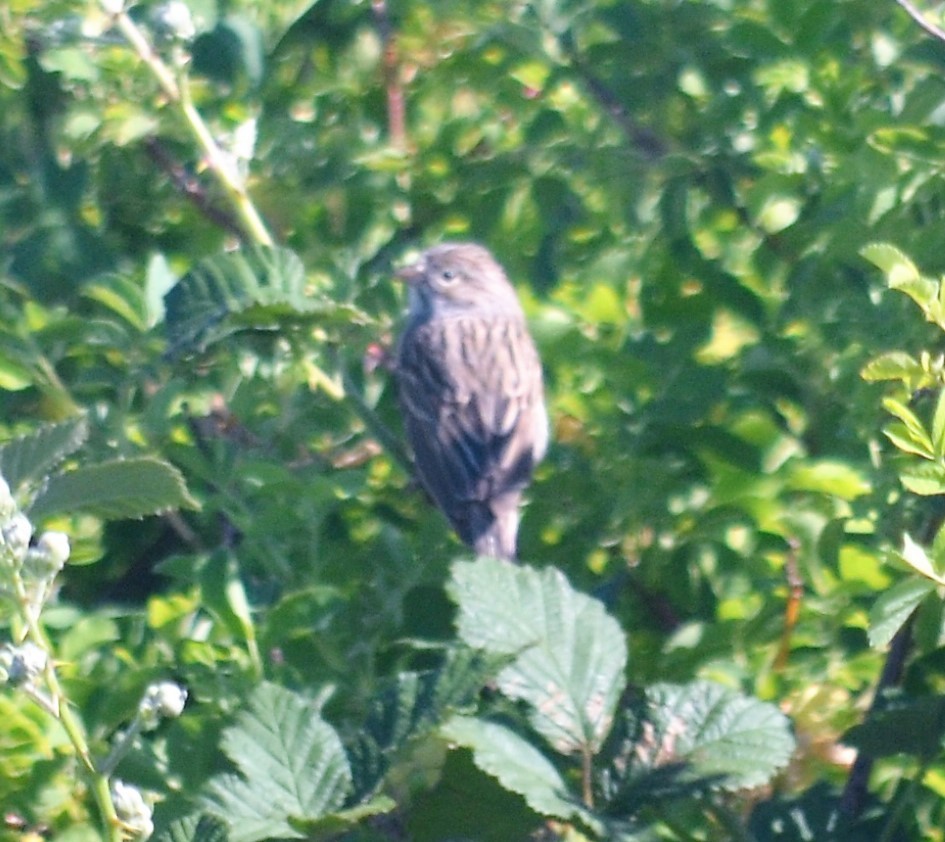 Brewer's Sparrow - ML229335891