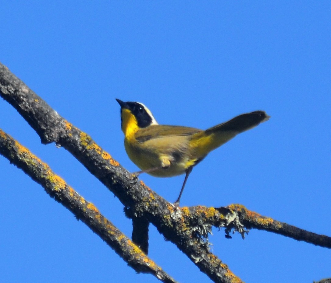 Common Yellowthroat - ML229336311