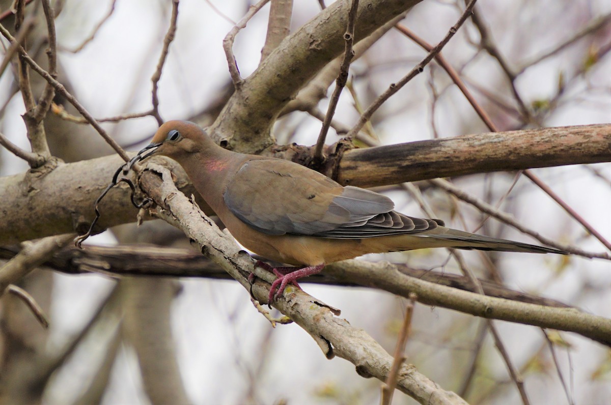 Mourning Dove - ML229336881