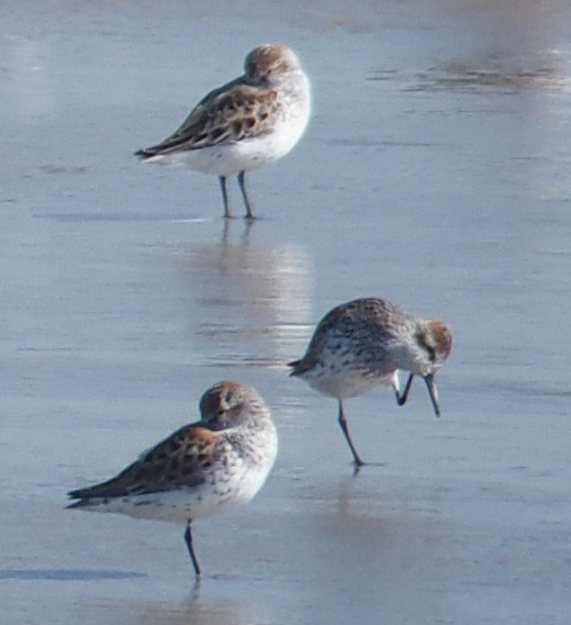 Western Sandpiper - ML229337621