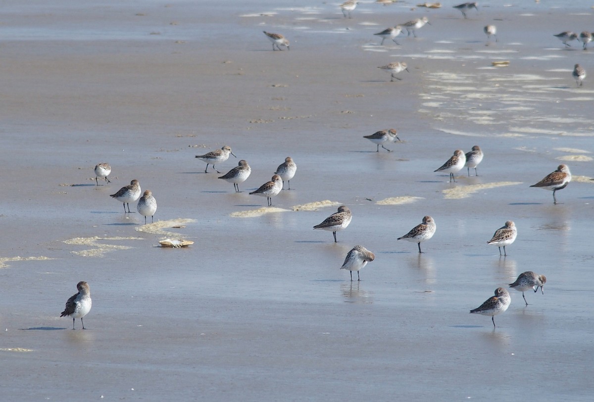 Western Sandpiper - ML229337631