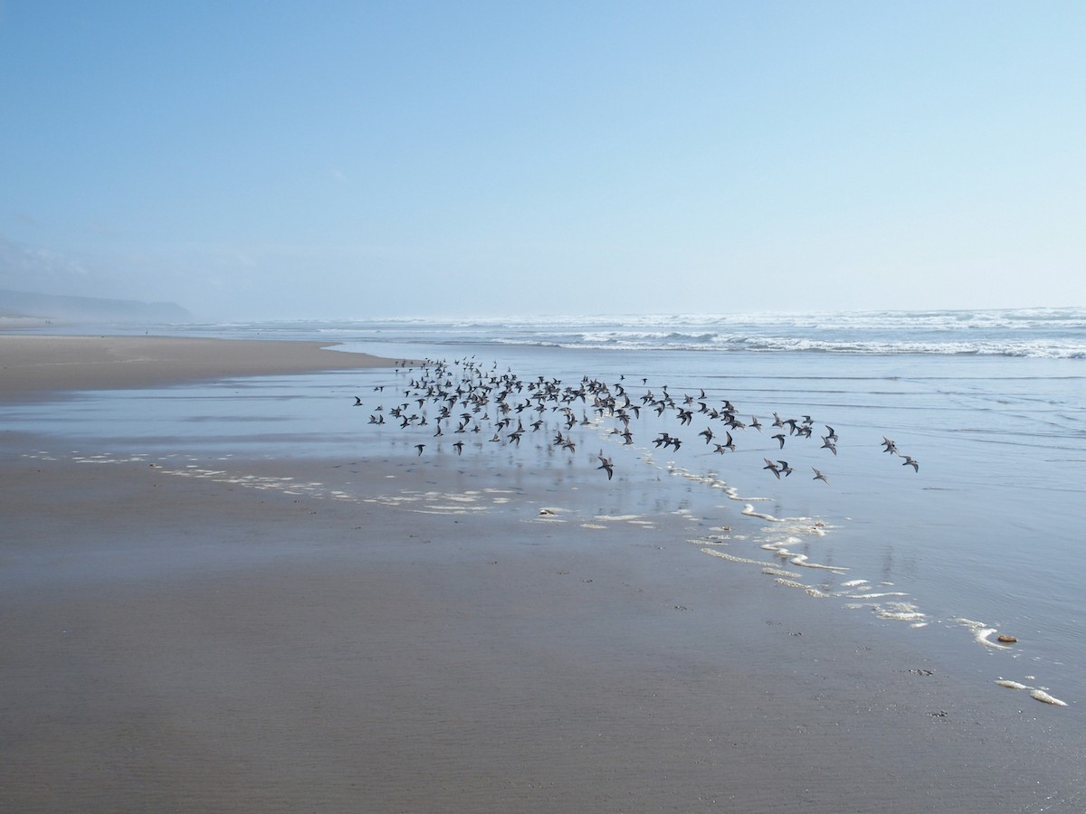 Western Sandpiper - ML229337651