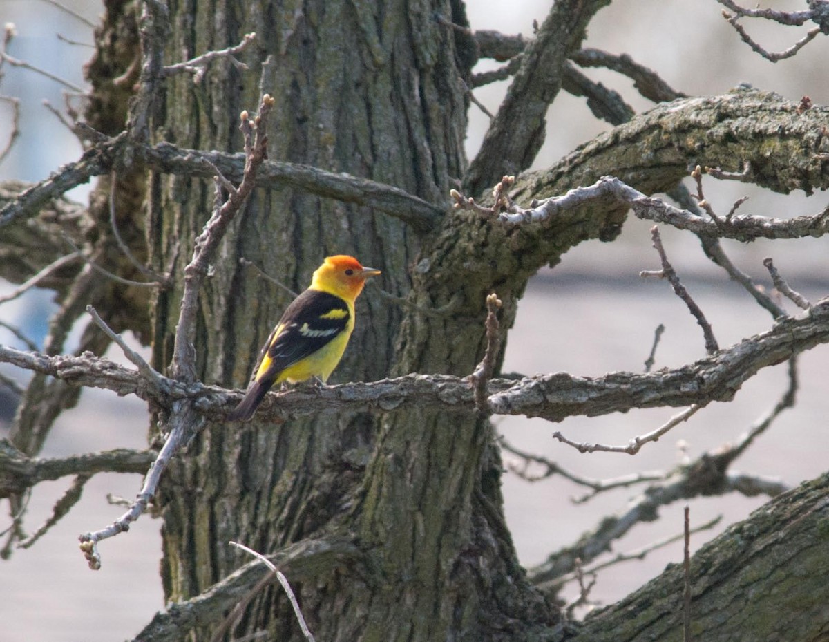 Western Tanager - ML229340761