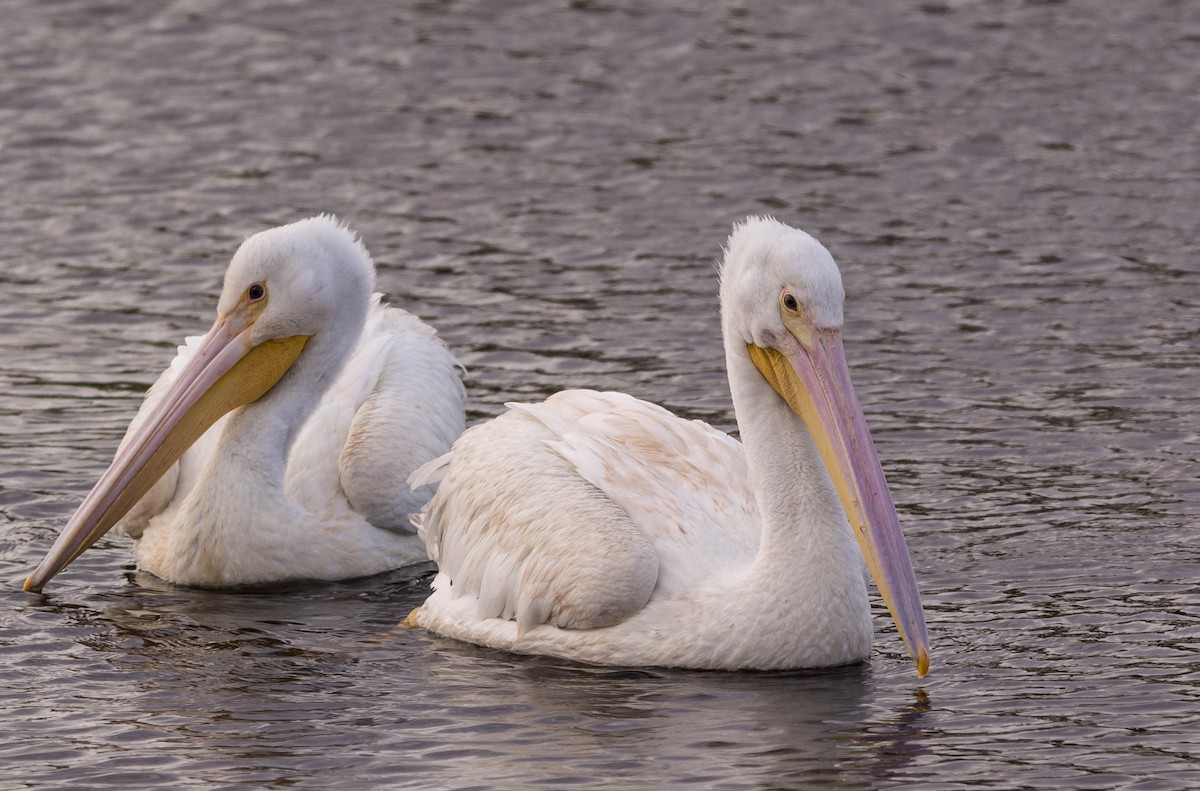 pelikán severoamerický - ML22934151