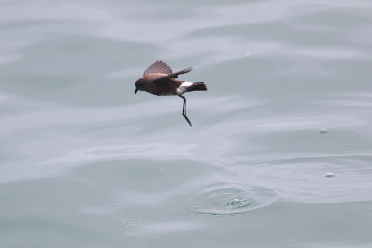 Elliot's Storm-Petrel - Oscar Campbell