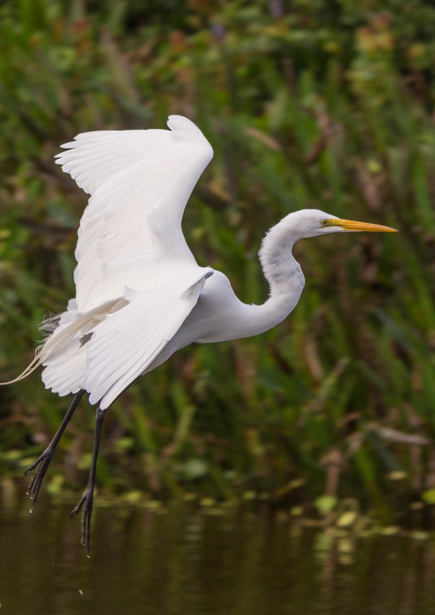 Great Egret - ML22934171