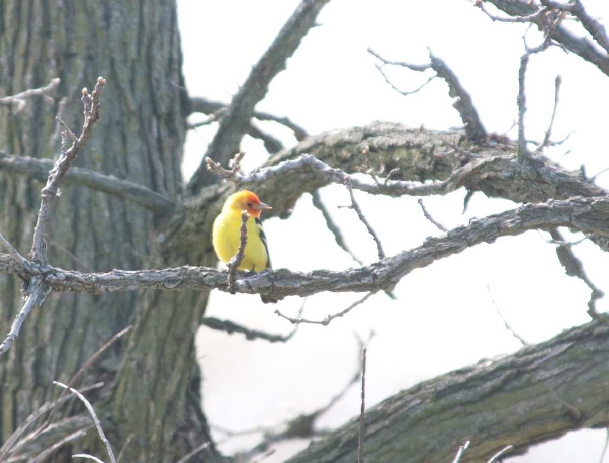 Western Tanager - ML229344221