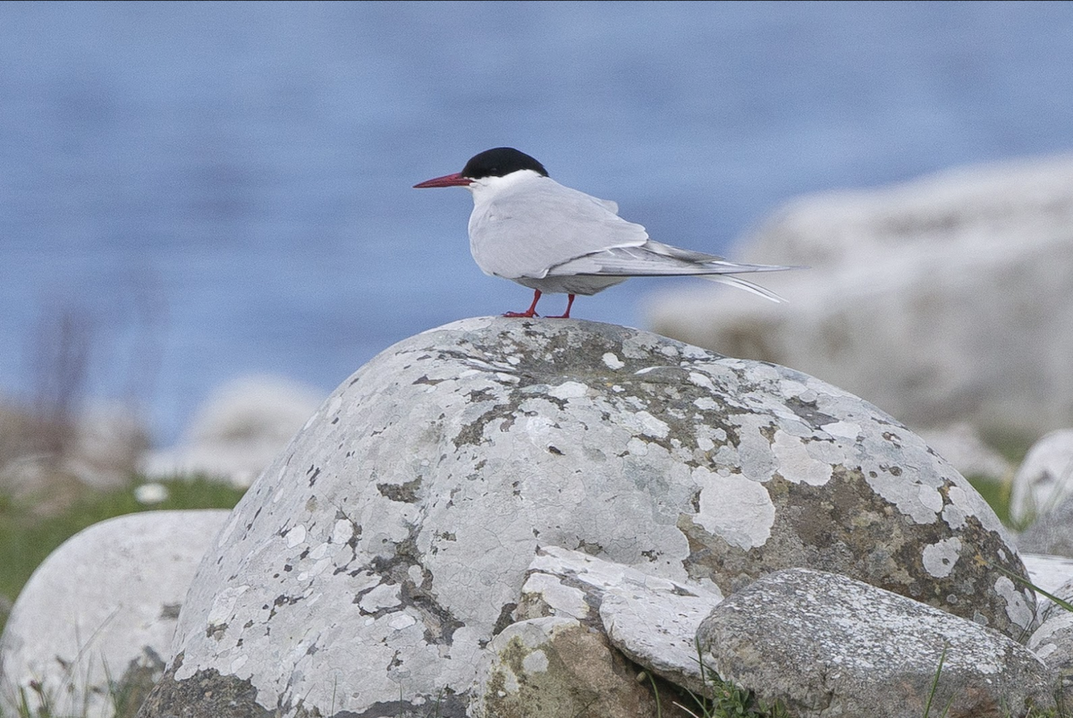 Arctic Tern - ML229346151