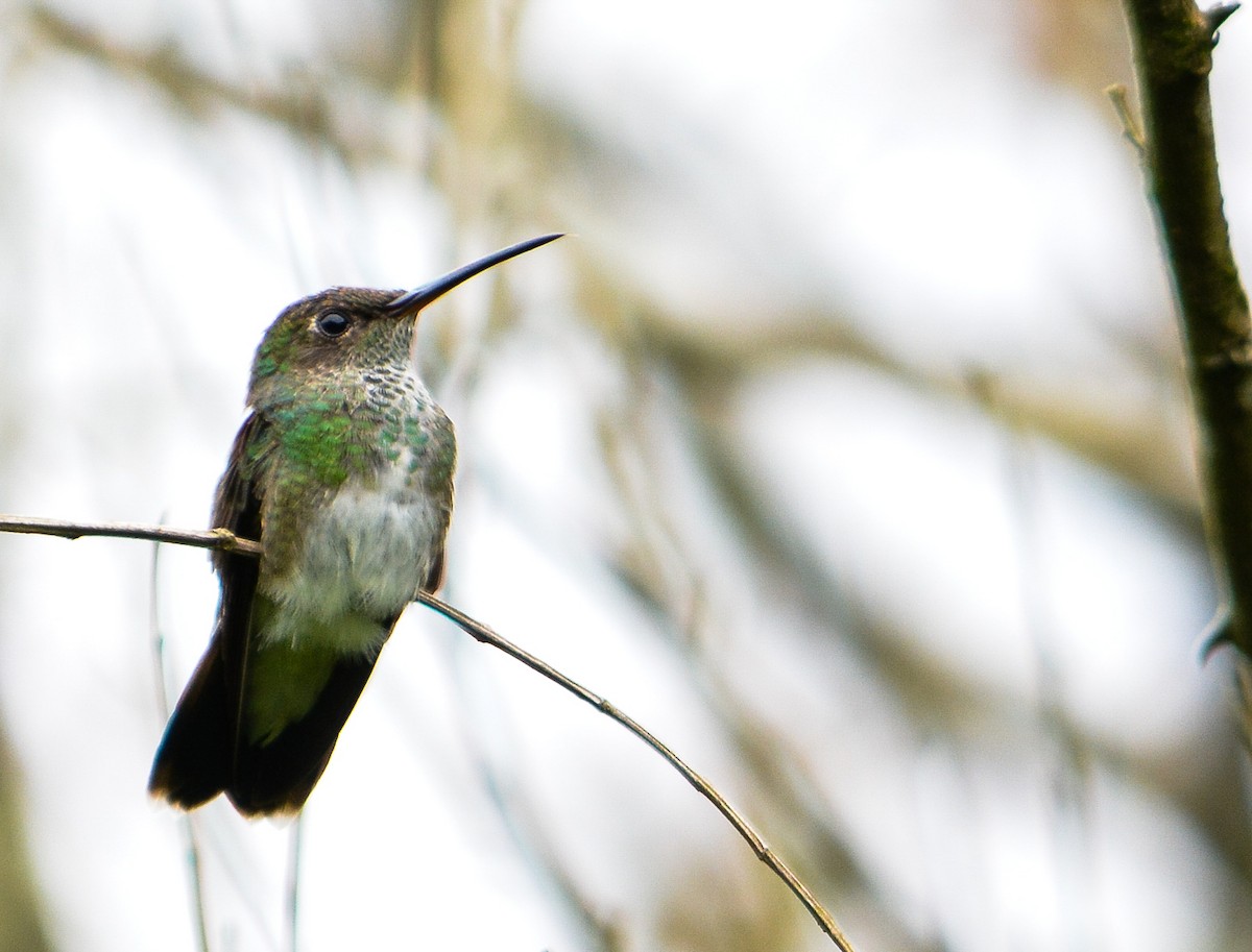 Glittering-throated Emerald - João Gava Just