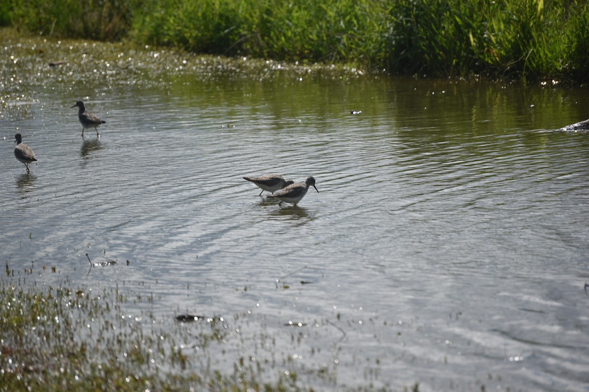 Lesser Yellowlegs - ML229351901