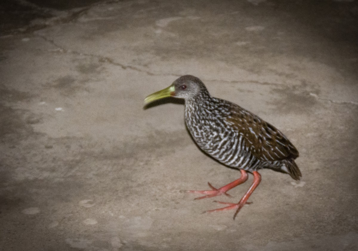 Spotted Rail - ML229352521