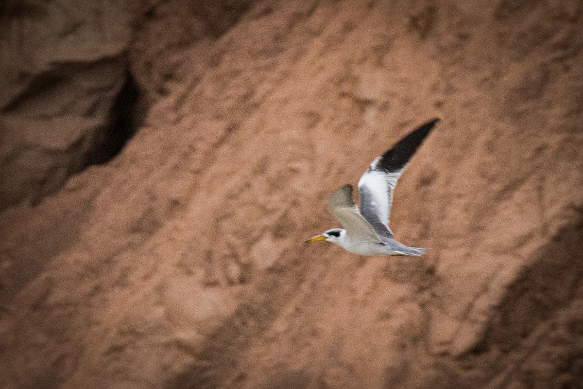 Large-billed Tern - ML229352701