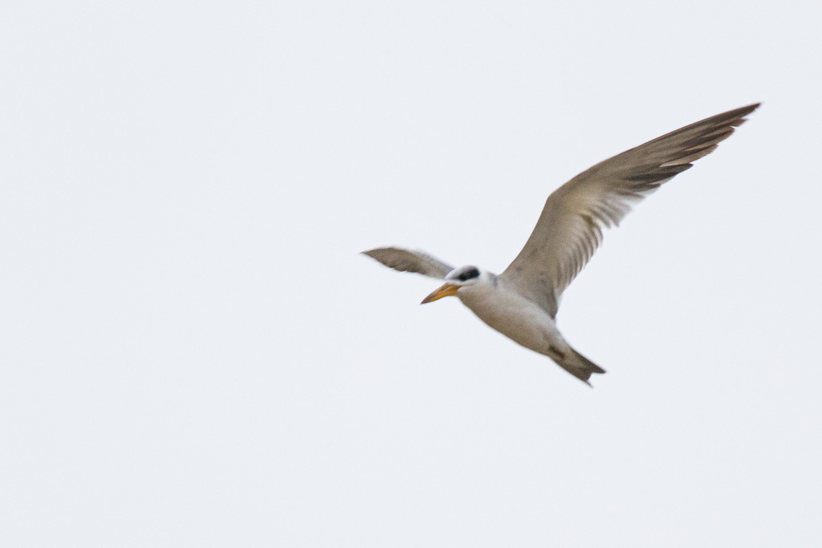 Large-billed Tern - ML229352711