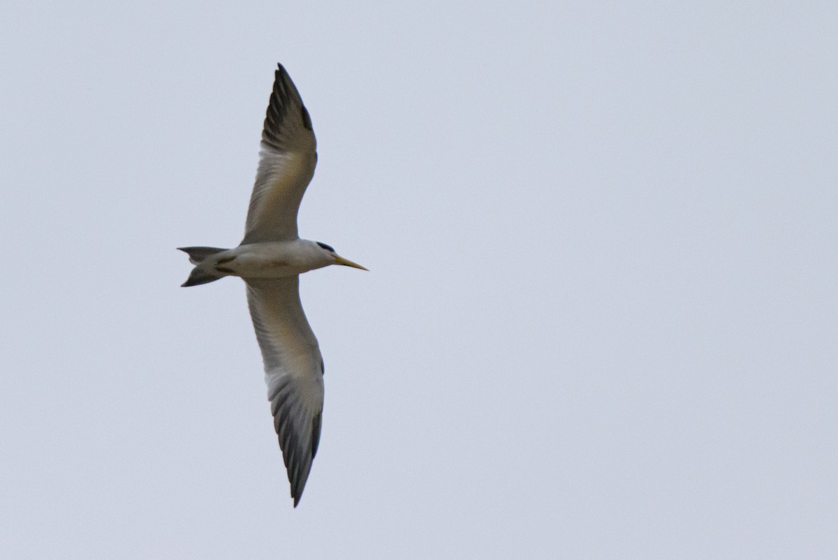 Large-billed Tern - ML229352741