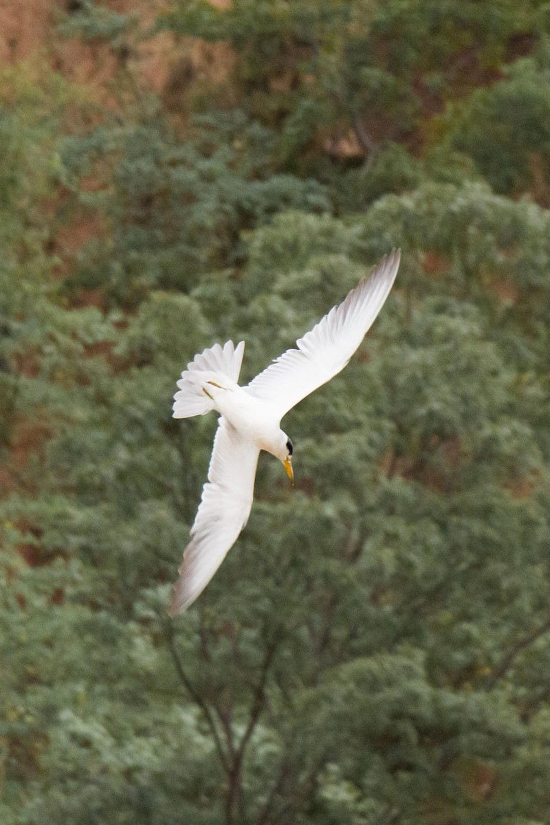 Large-billed Tern - ML229352751