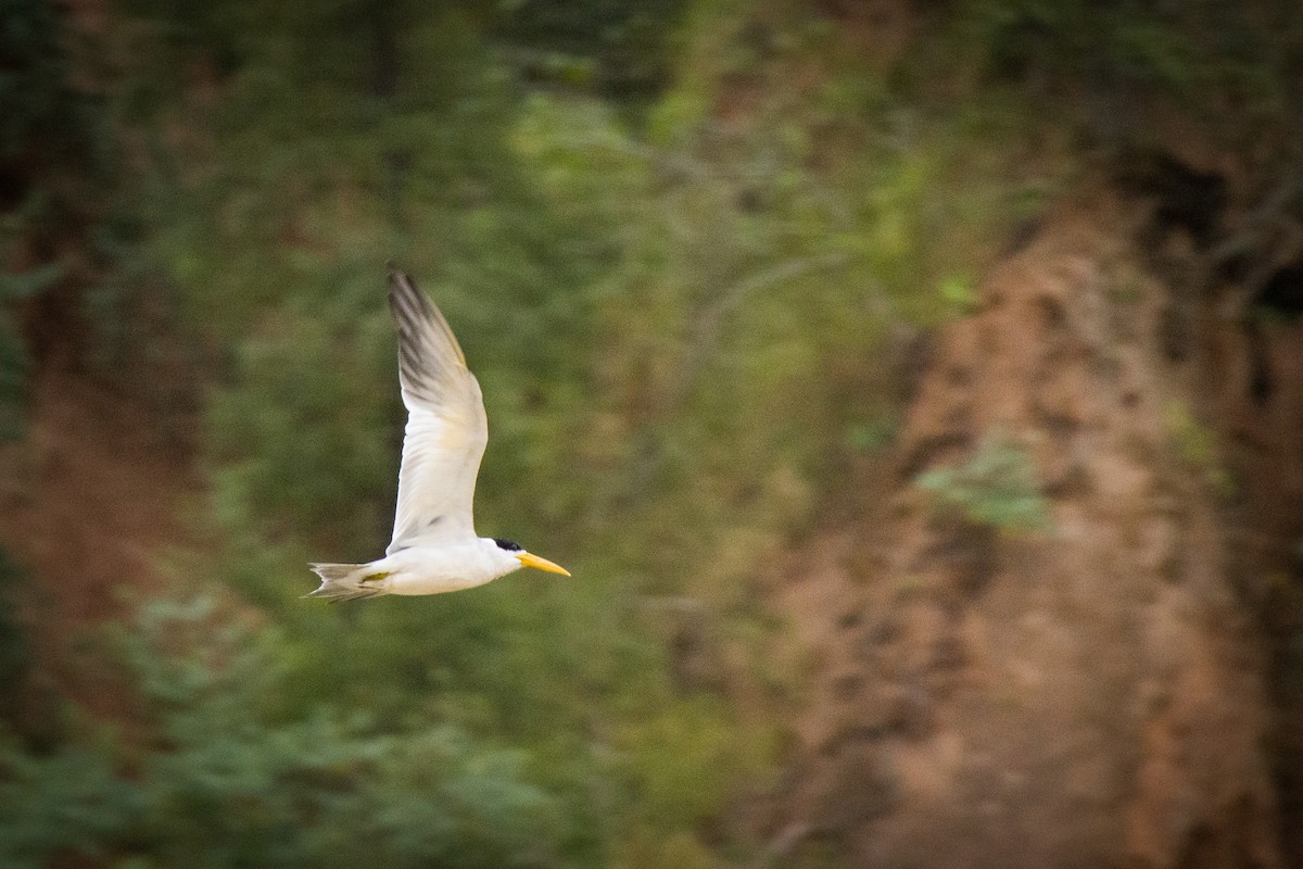 Large-billed Tern - ML229352851