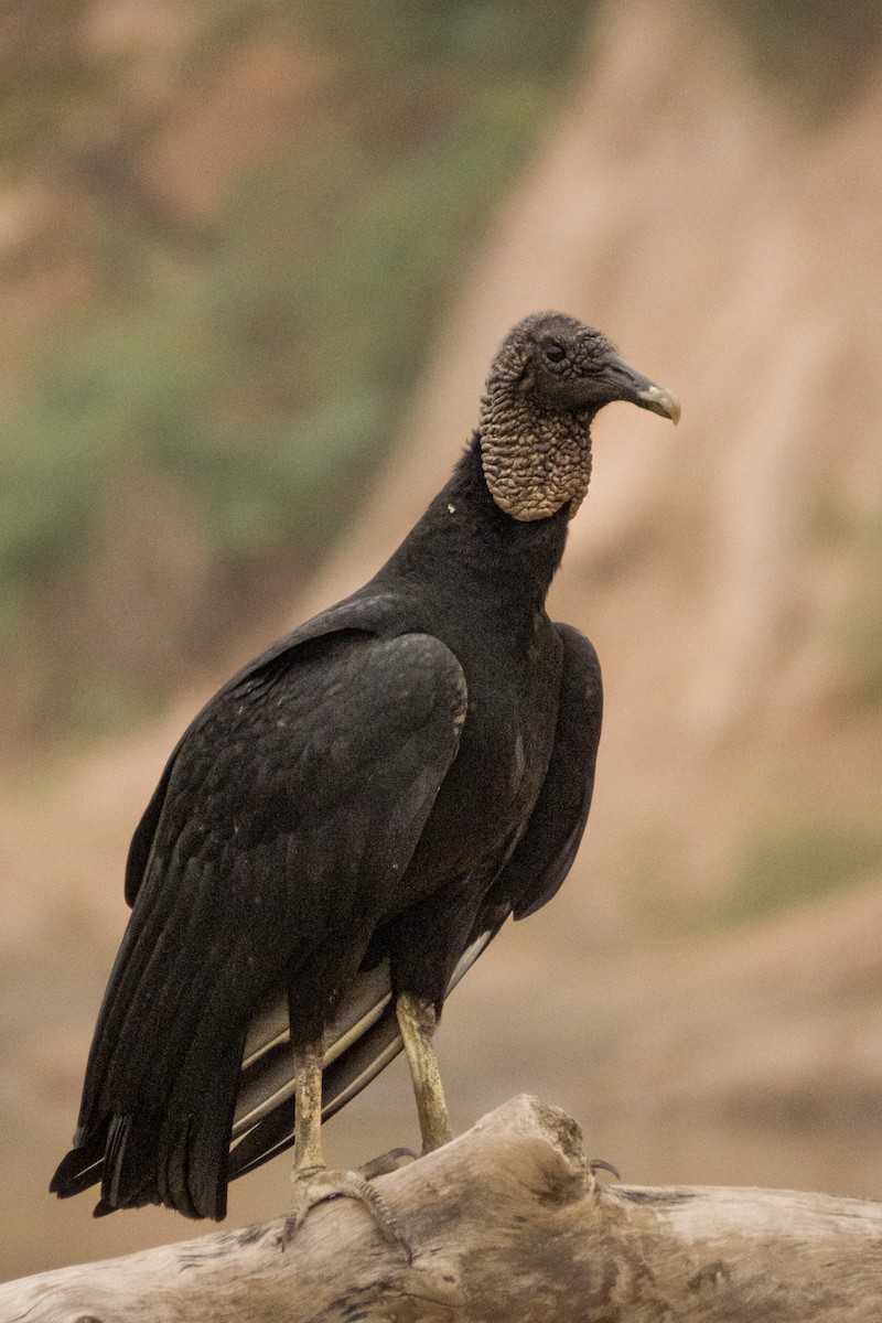 Black Vulture - ML229353001