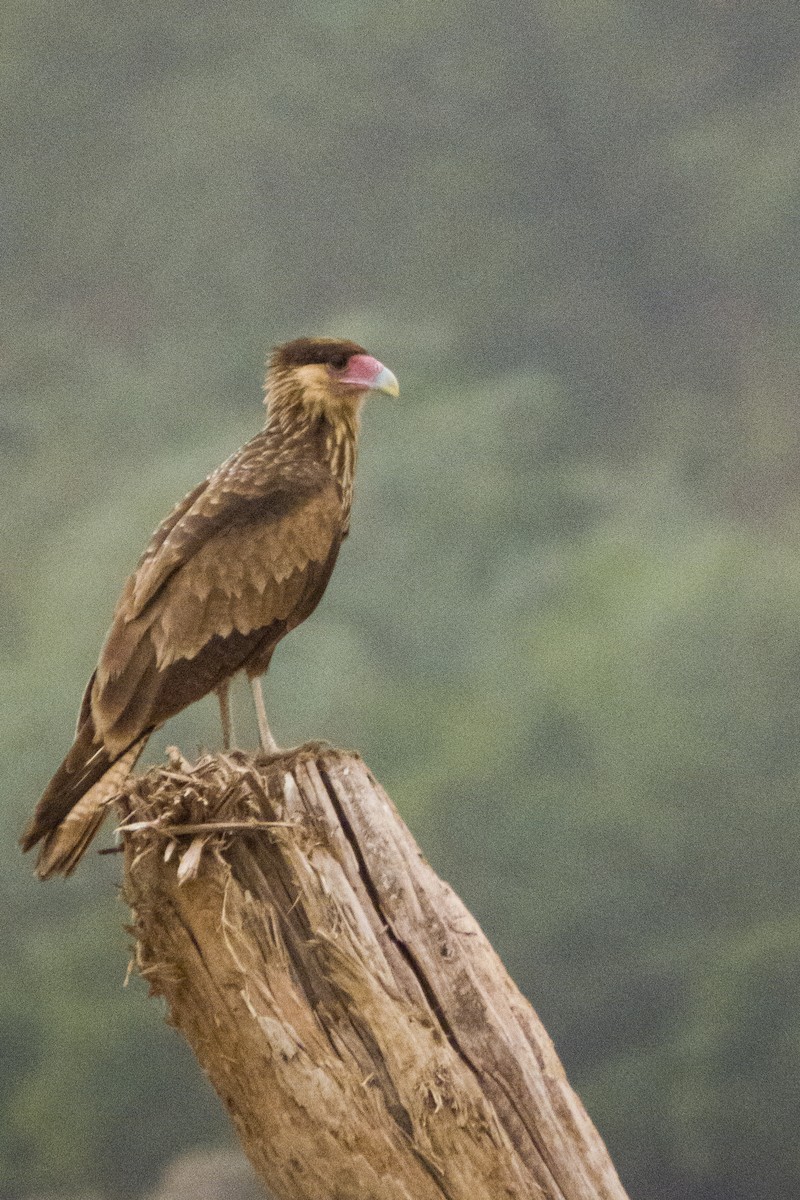 Crested Caracara (Southern) - ML229353021