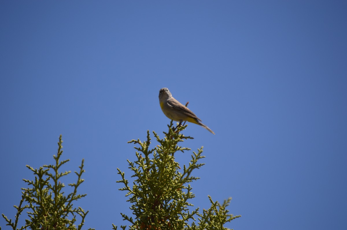 Virginia's Warbler - ML229354831