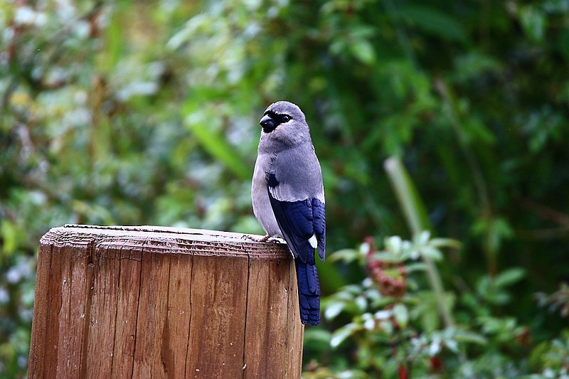 Taiwan Bullfinch - ML22935491