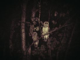 Barred Owl - ML22935511