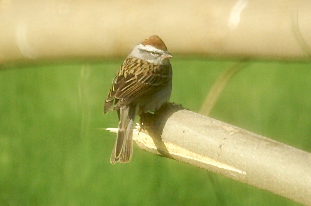 Chipping Sparrow - ML229356411