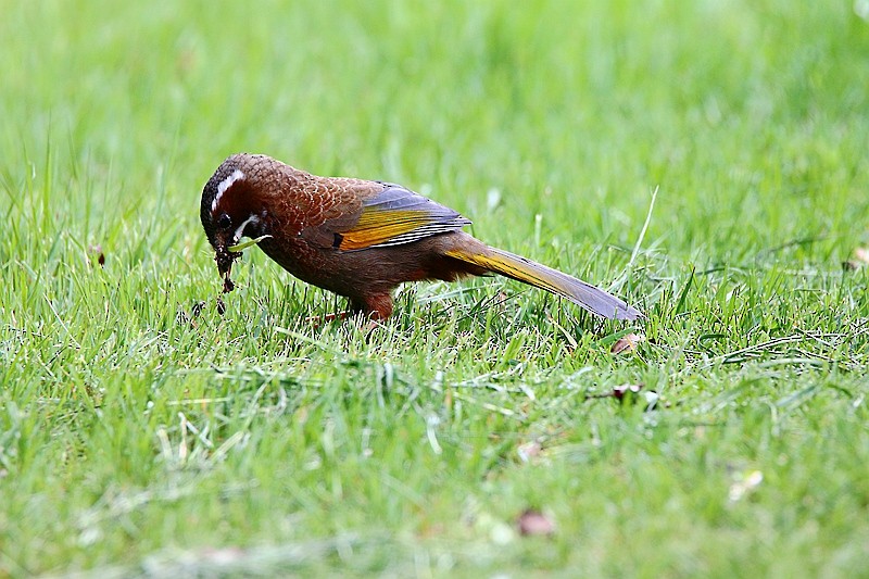 White-whiskered Laughingthrush - Roland Lo