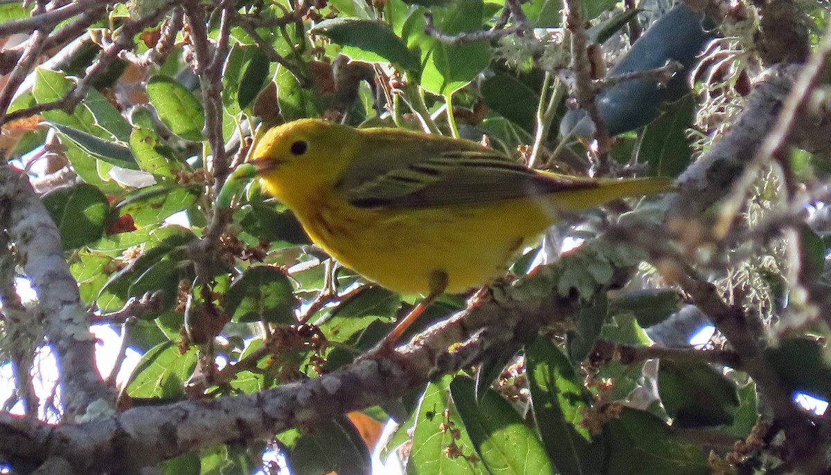 Yellow Warbler (Northern) - ML229359381