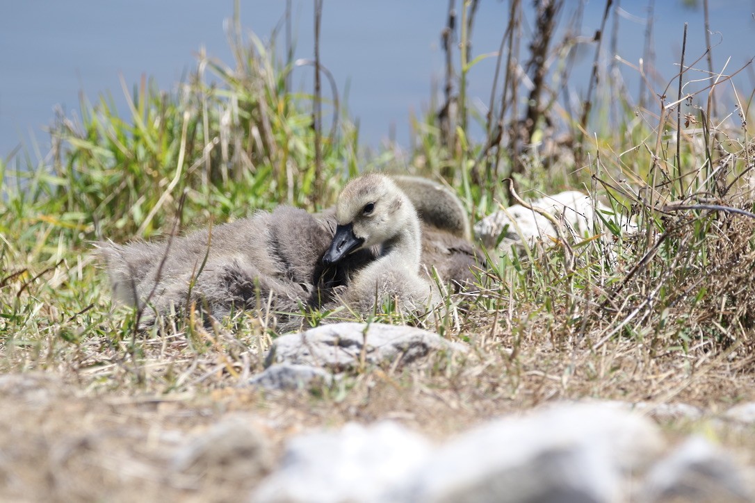 Canada Goose - ML229359481