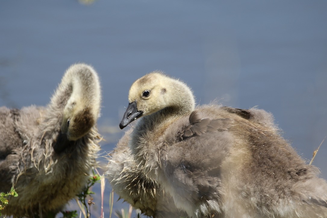 Canada Goose - ML229359771