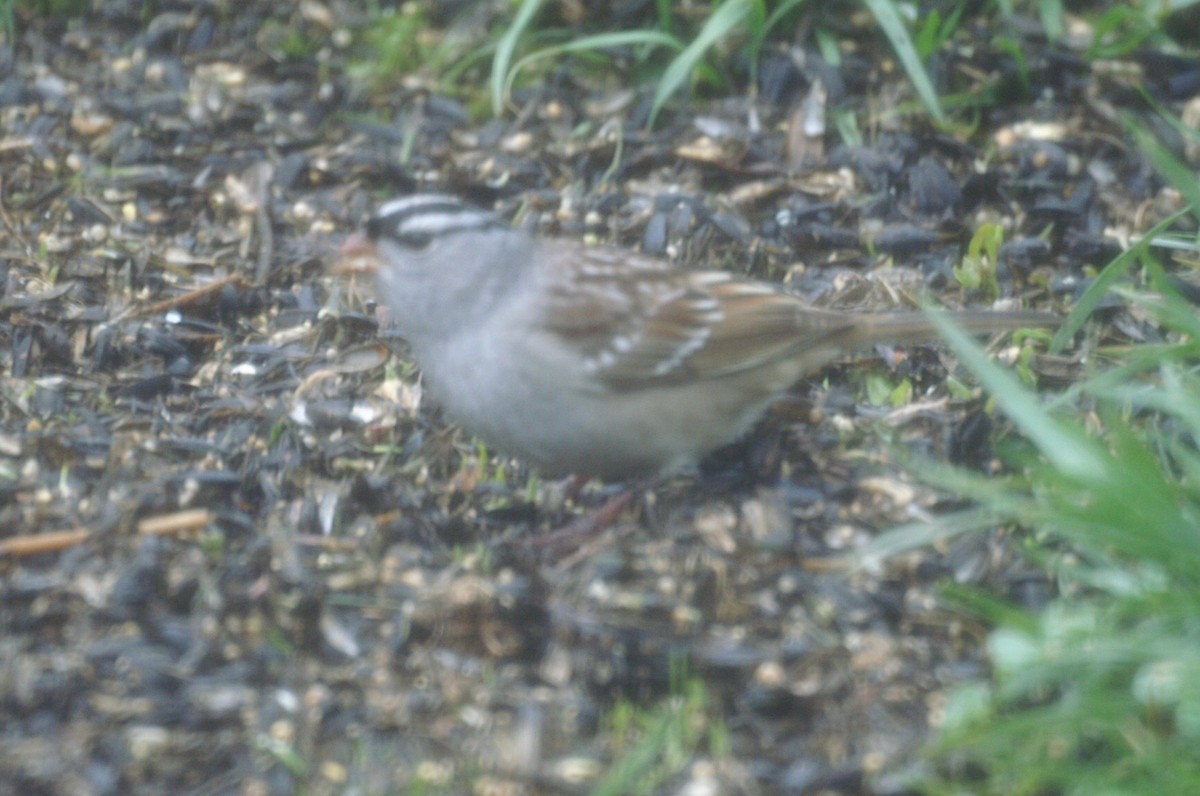 White-crowned Sparrow - ML229360441