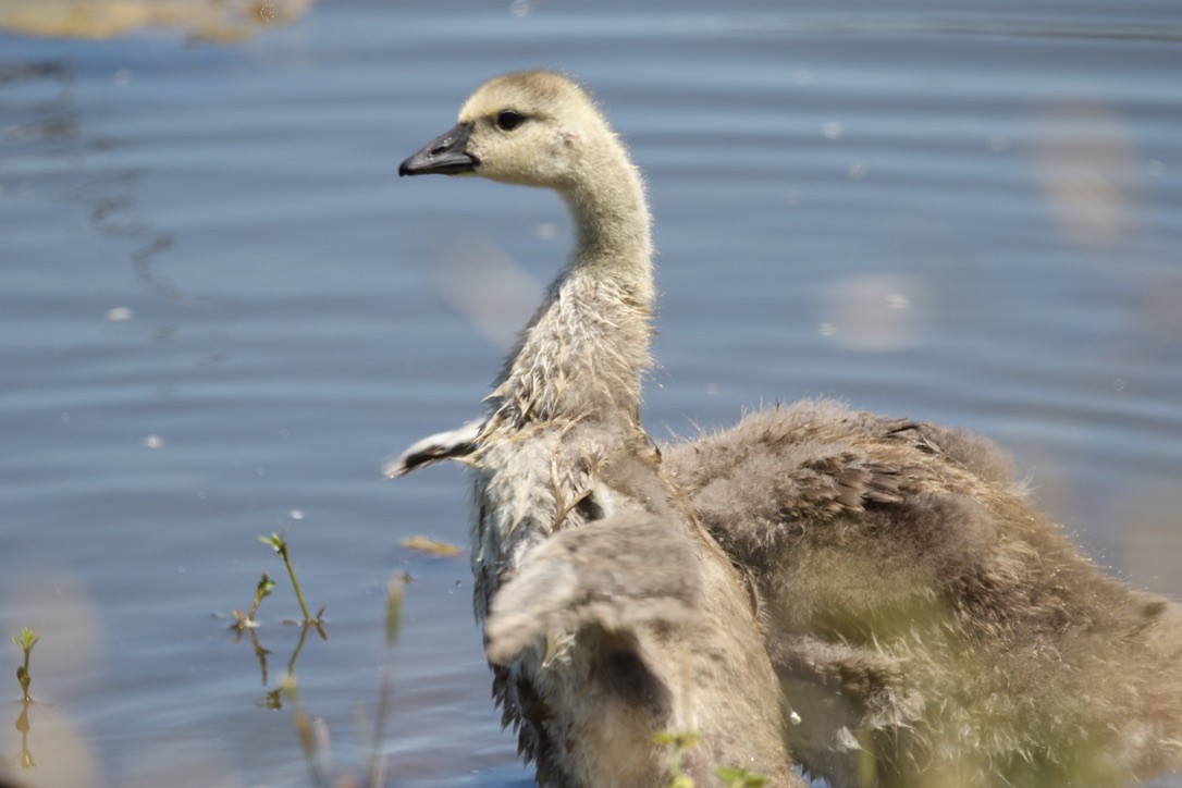 Canada Goose - ML229360541